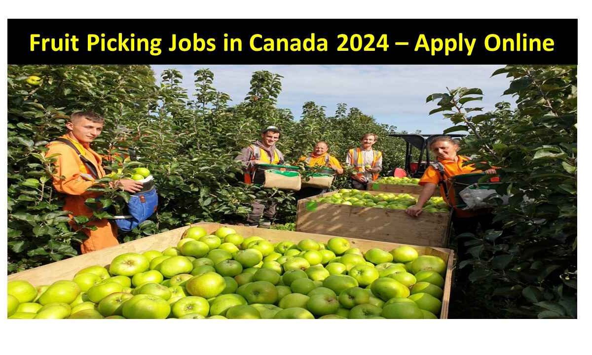 Fruit Picking Jobs in Canada 2024