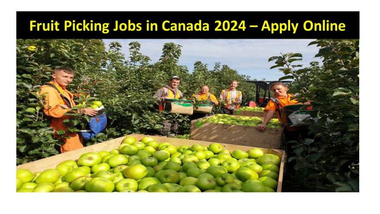 Fruit Picking Jobs in Canada 2024