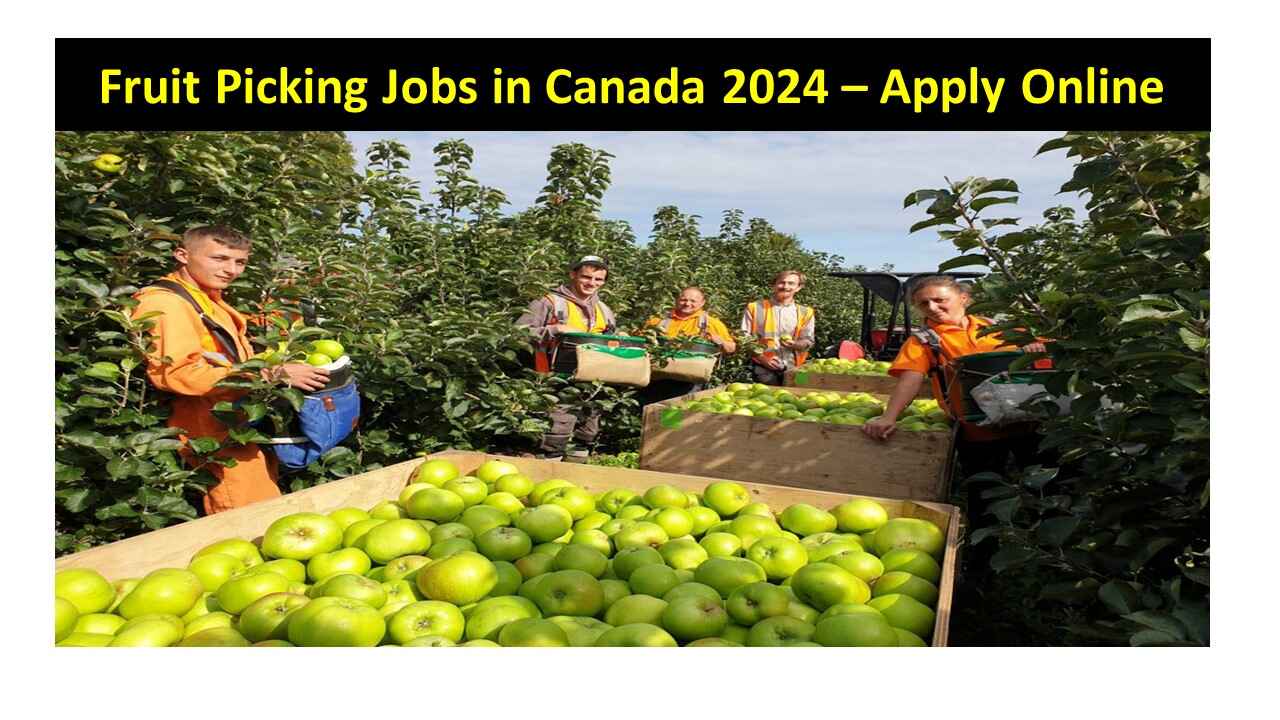 Fruit Picking Jobs in Canada 2024 